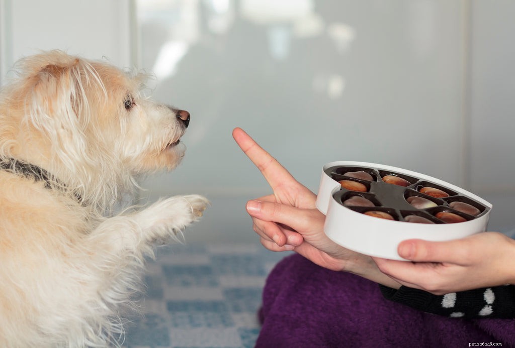 Os cães podem comer chocolate?
