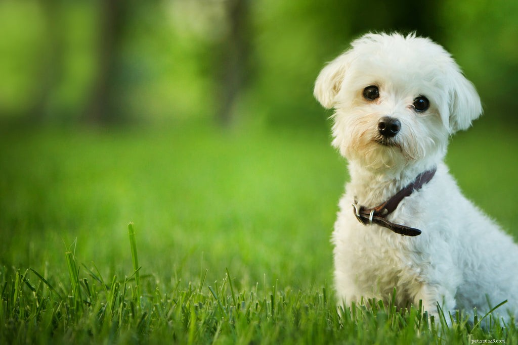 Co způsobuje zkolabovanou průdušnici u psů?