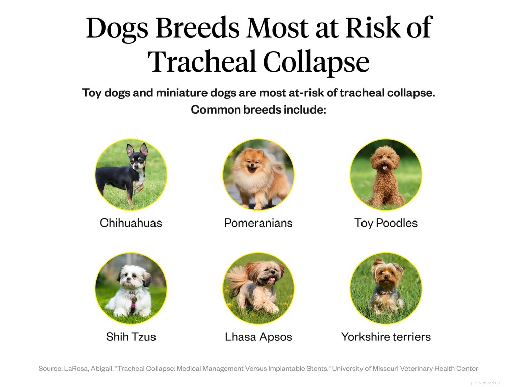O que causa o colapso da traqueia em cães?