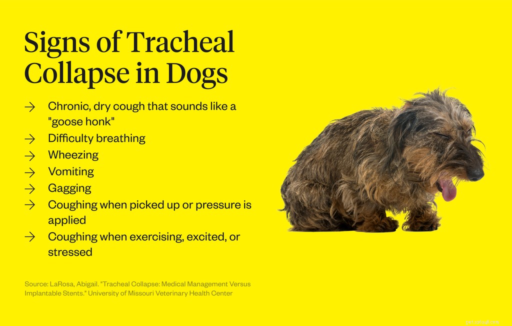 Wat veroorzaakt een samengevouwen luchtpijp bij honden?