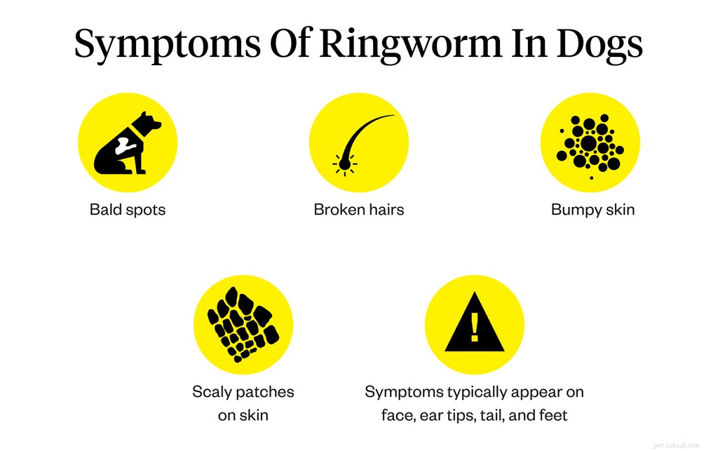 Ringworm bij honden:symptomen, oorzaken en behandeling