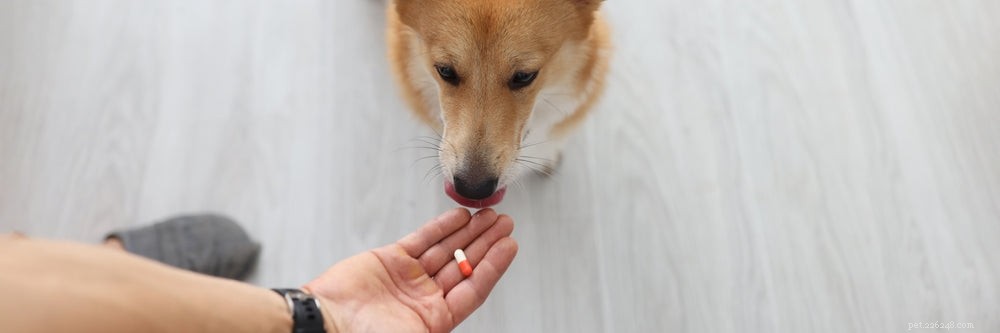 Ringworm bij honden:symptomen, oorzaken en behandeling