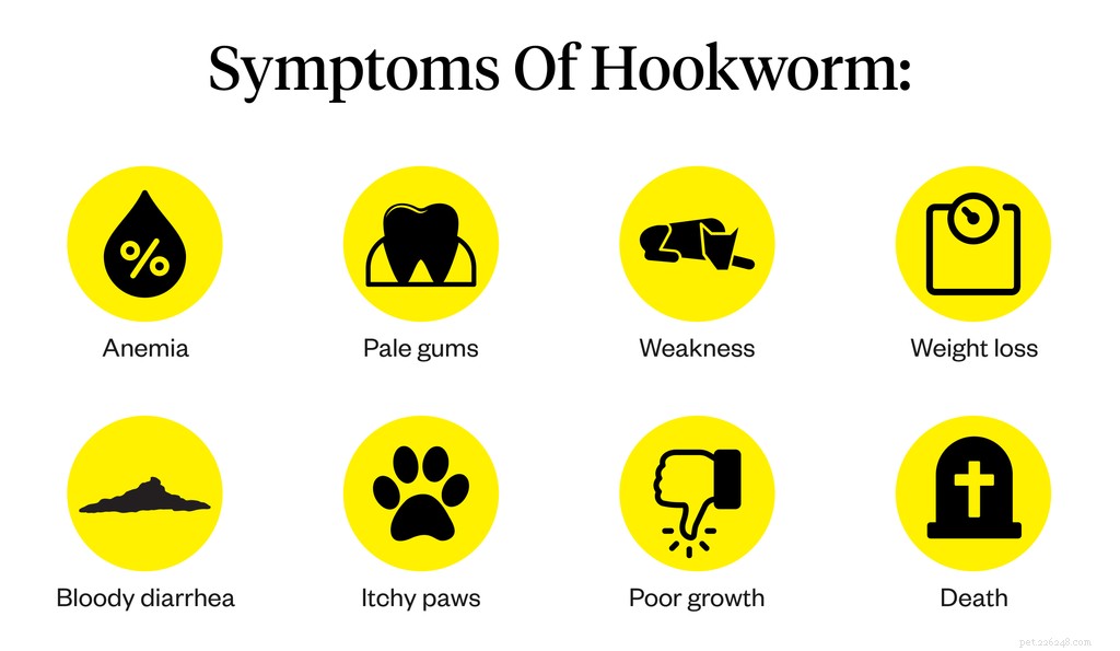 犬の鉤虫：症状、原因、治療 