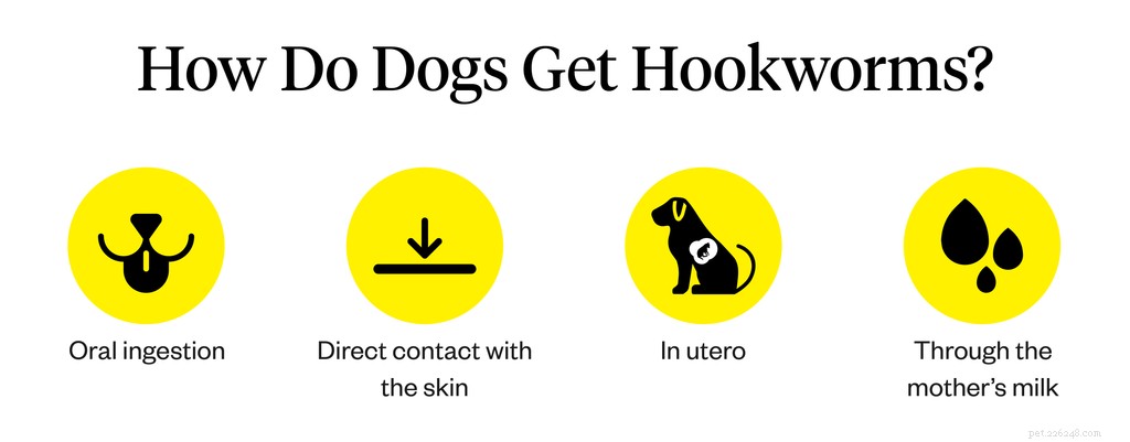 犬の鉤虫：症状、原因、治療 