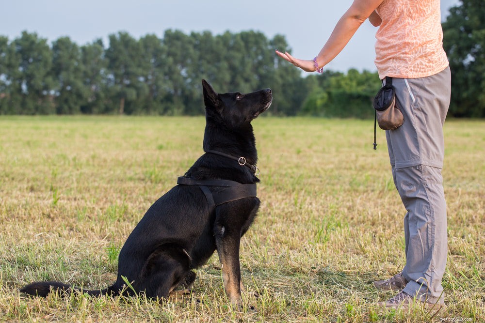 Como funciona o treinamento de cães de terapia?