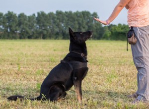 Jak funguje výcvik terapeutických psů?