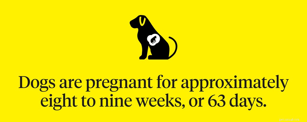 Combien de temps les chiennes sont-elles enceintes ?