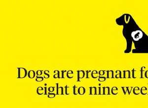 개 임신 기간은?