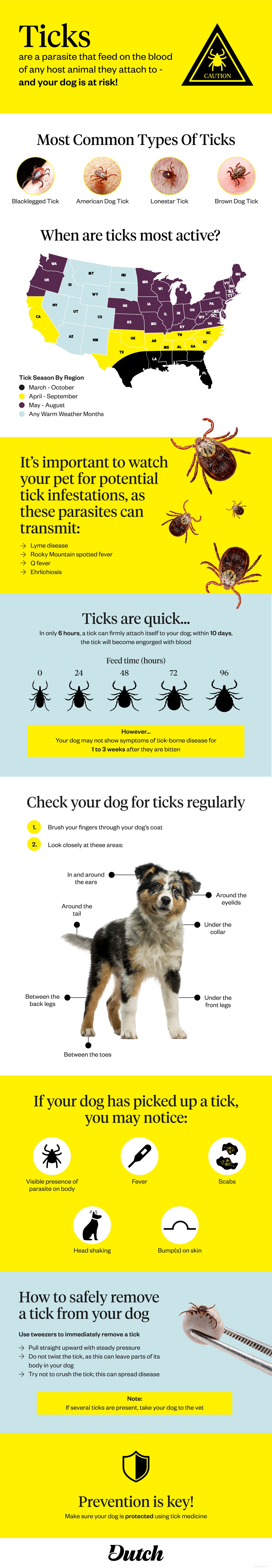 Les tiques sur les chiens :comment rechercher et éliminer les tiques