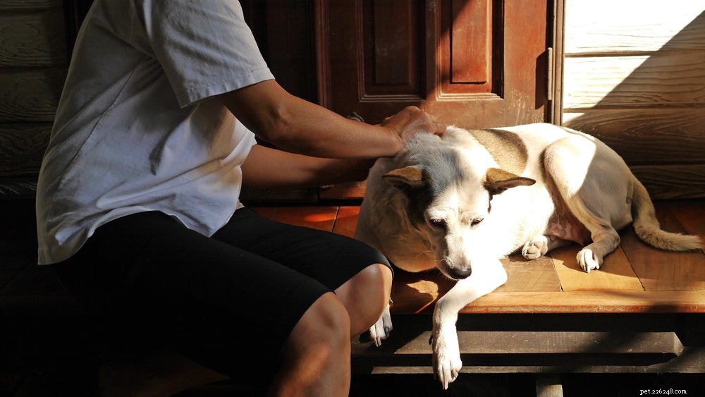 Fästingar på hundar:Hur man letar efter och tar bort fästingar