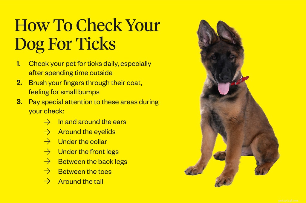 Les tiques sur les chiens :comment rechercher et éliminer les tiques