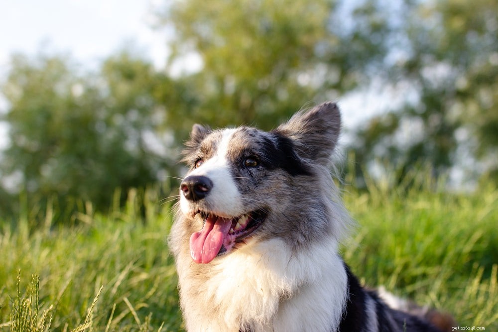 Fästingar på hundar:Hur man letar efter och tar bort fästingar