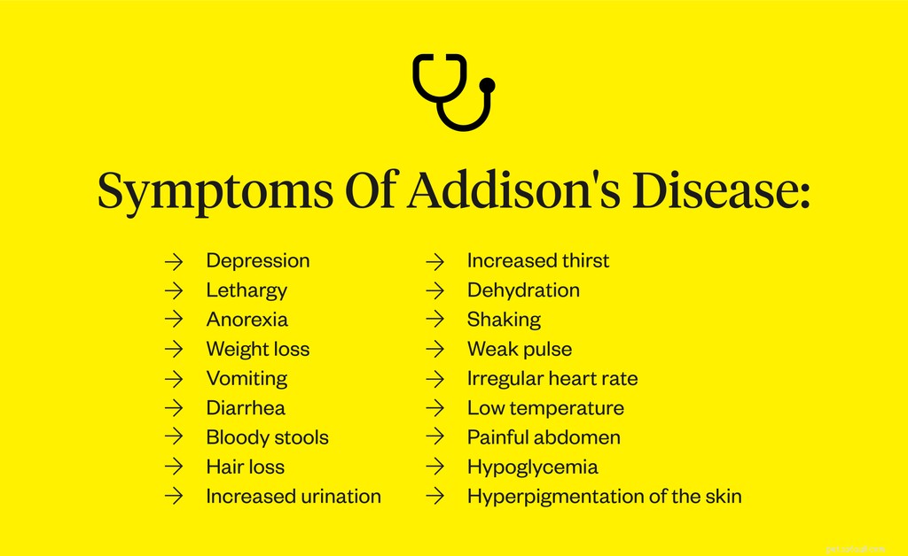 Maladie d Addison chez le chien :symptômes, causes et traitement
