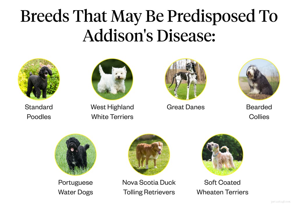 Ziekte van Addison bij honden:symptomen, oorzaken en behandeling
