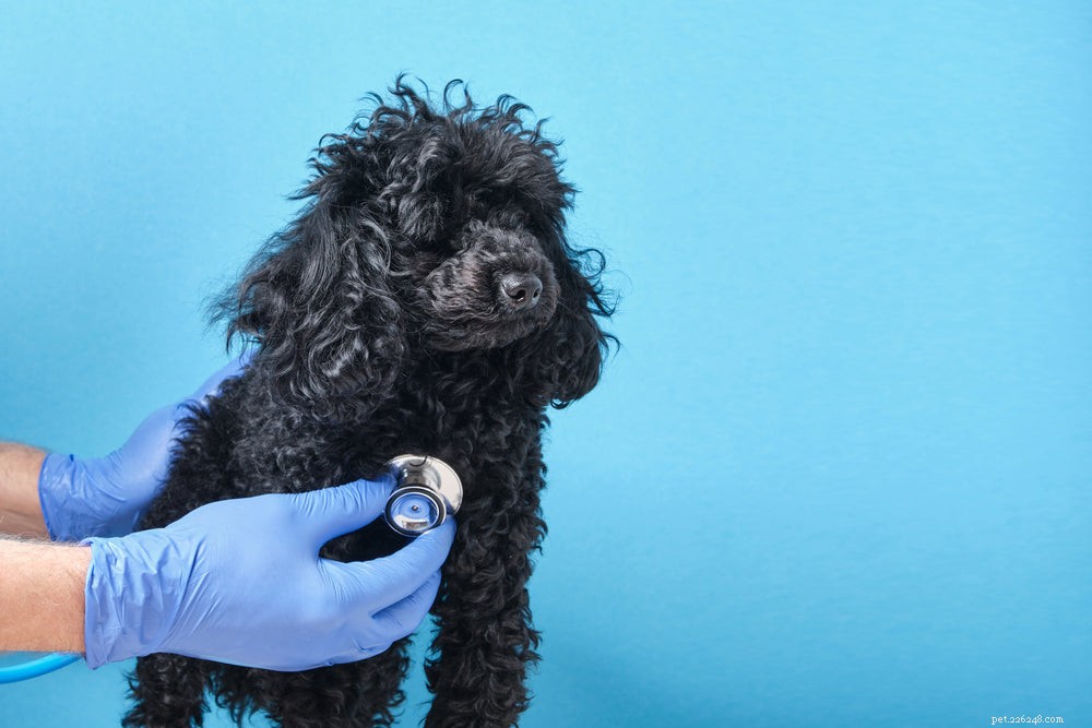 Doença de Addison em cães:sintomas, causas e tratamento