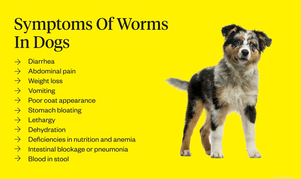 Come sbarazzarsi dei vermi nei cani