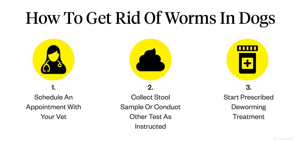 Hoe zich te ontdoen van wormen bij honden