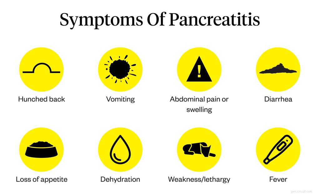 Pancreatitis bij honden:symptomen, oorzaken en behandeling