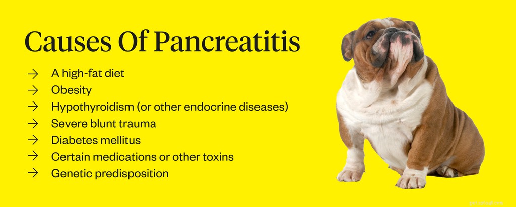 Pancreatitis bij honden:symptomen, oorzaken en behandeling