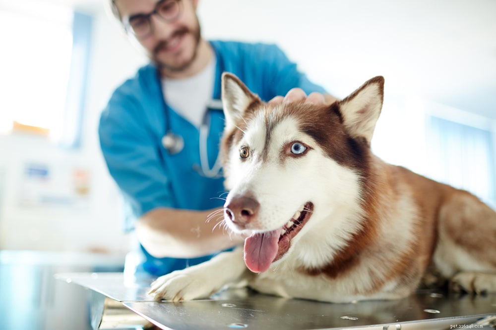 Bukspottkörtelinflammation hos hundar:symtom, orsaker och behandling