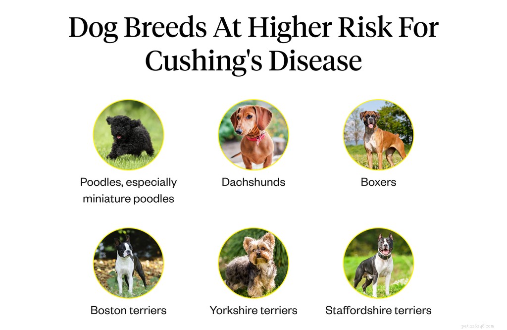 Cushingova choroba u psů:příznaky, příčiny a léčba