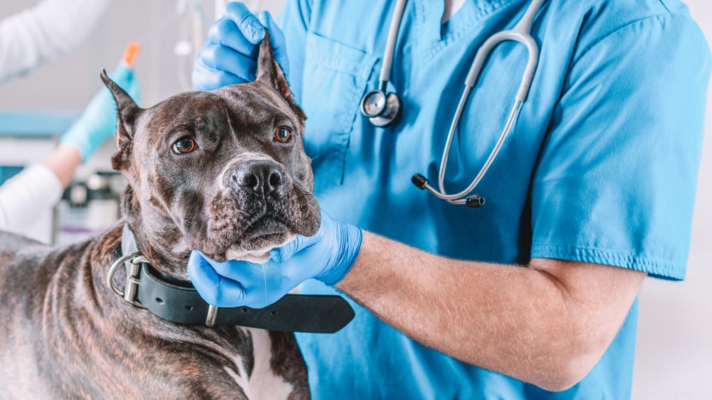 Болезнь Кушинга у собак:симптомы, причины и лечение