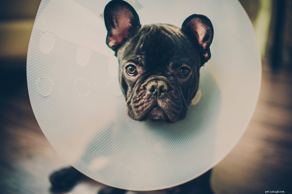 Gesteriliseerde hond:wat u moet weten over het steriliseren van uw huisdier