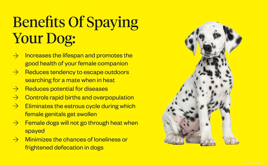 Cão castrado:o que saber sobre a castração do seu animal de estimação