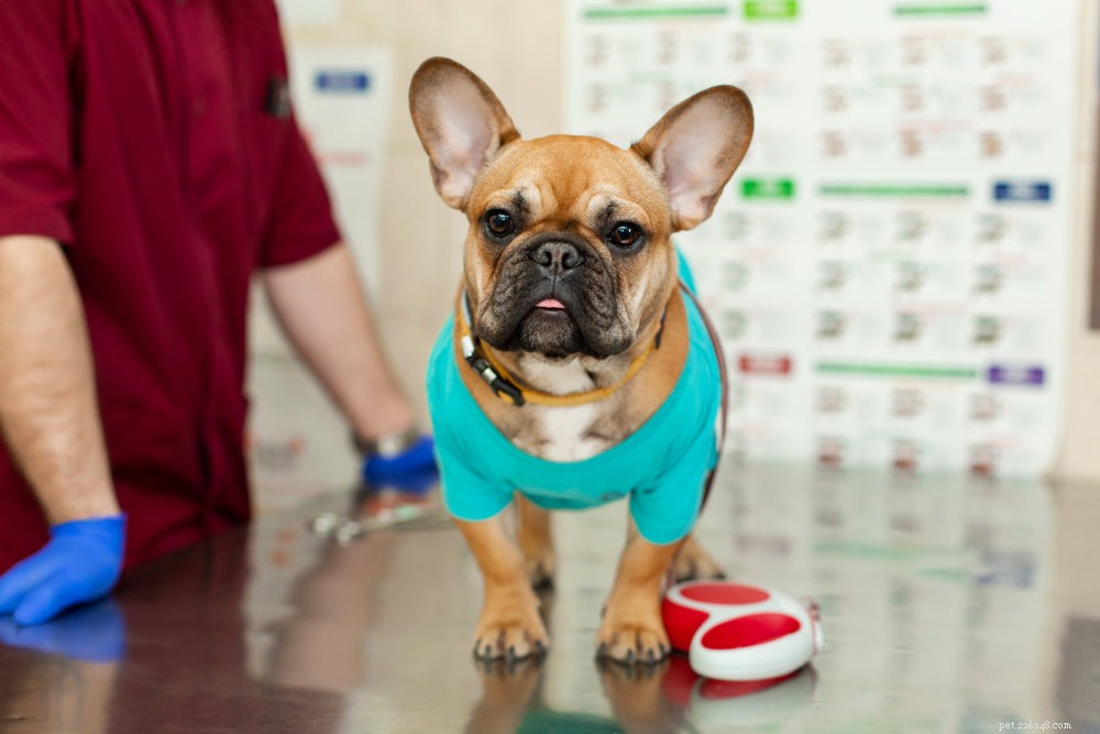 Sterilerad hund:Vad du ska veta om att sterilisera ditt husdjur