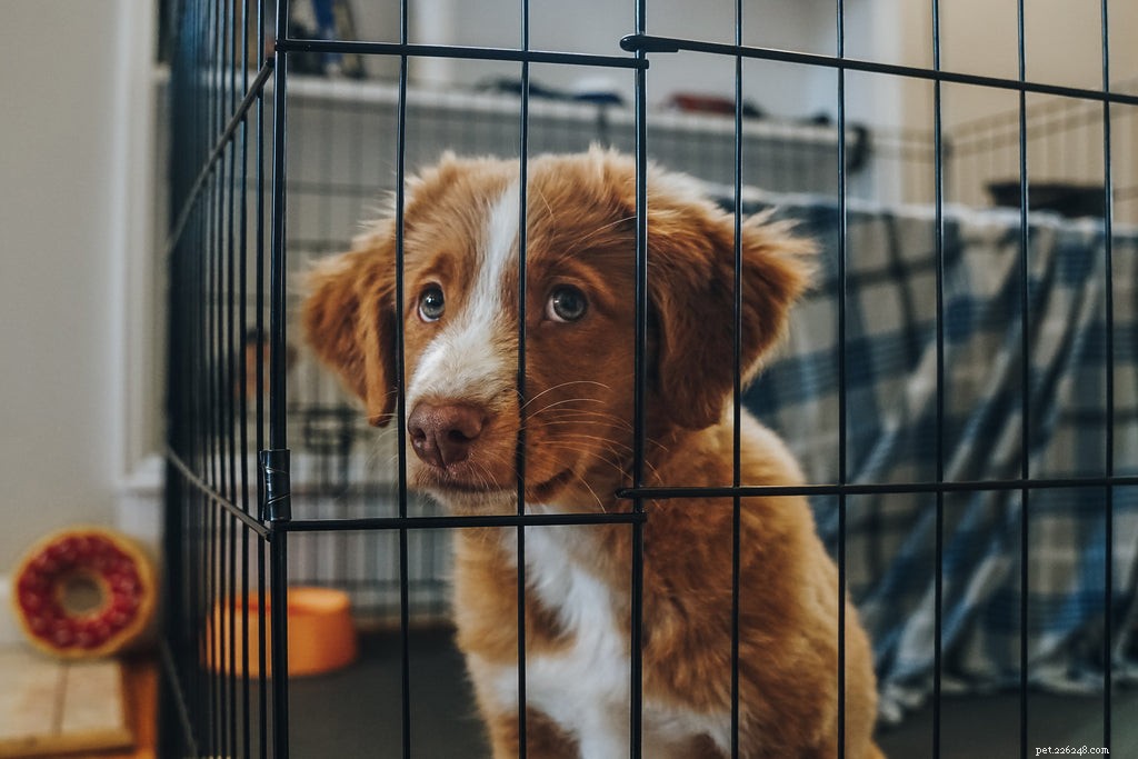 Приучение собаки к клетке:что нужно знать