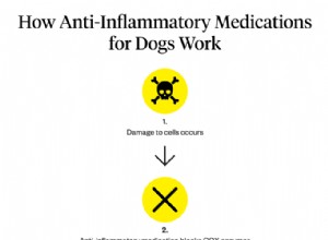 犬のための非ステロイド性抗炎症薬について知っておくべきこと 