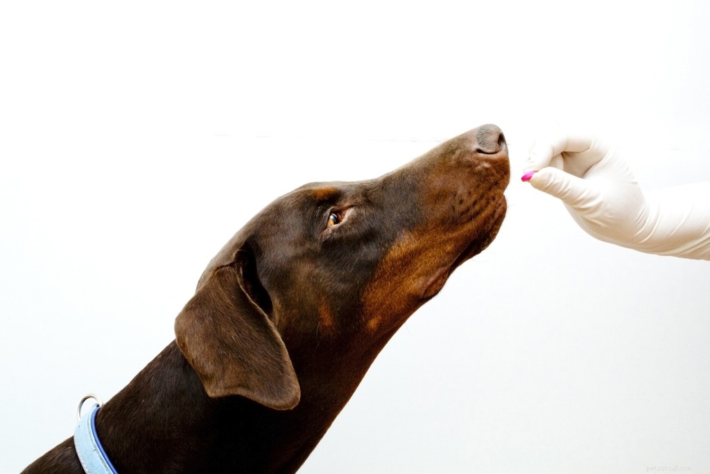 Co byste měli vědět o nesteroidních protizánětlivých prostředcích pro psy