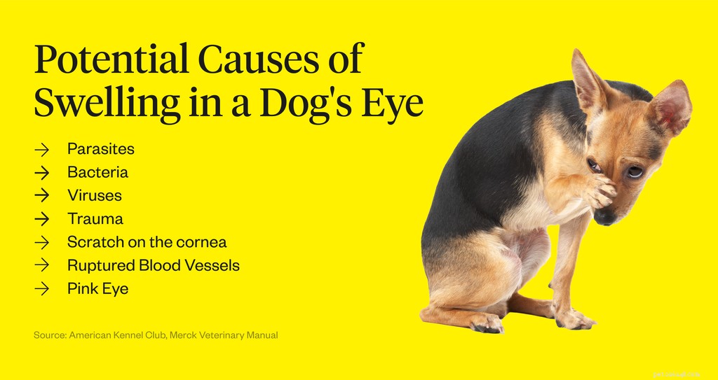 犬の目が腫れているのはなぜですか？ 