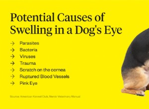 Почему у моей собаки опух глаз?