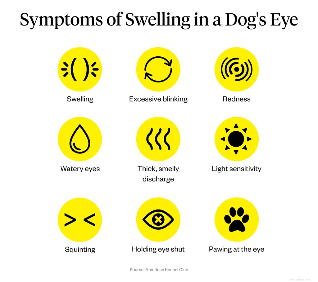 강아지의 눈이 부은 이유는 무엇입니까?