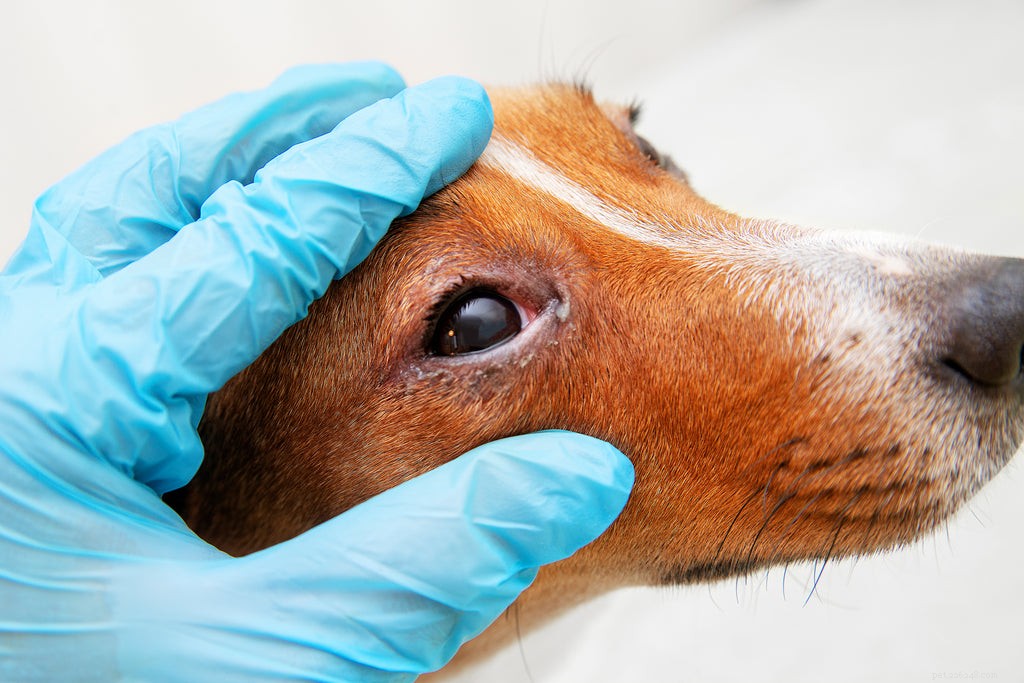 犬の目が腫れているのはなぜですか？ 