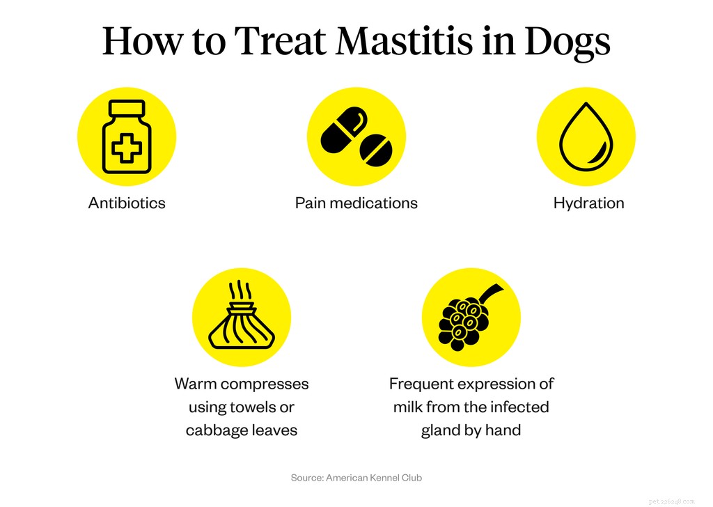 Wat is mastitis bij honden?