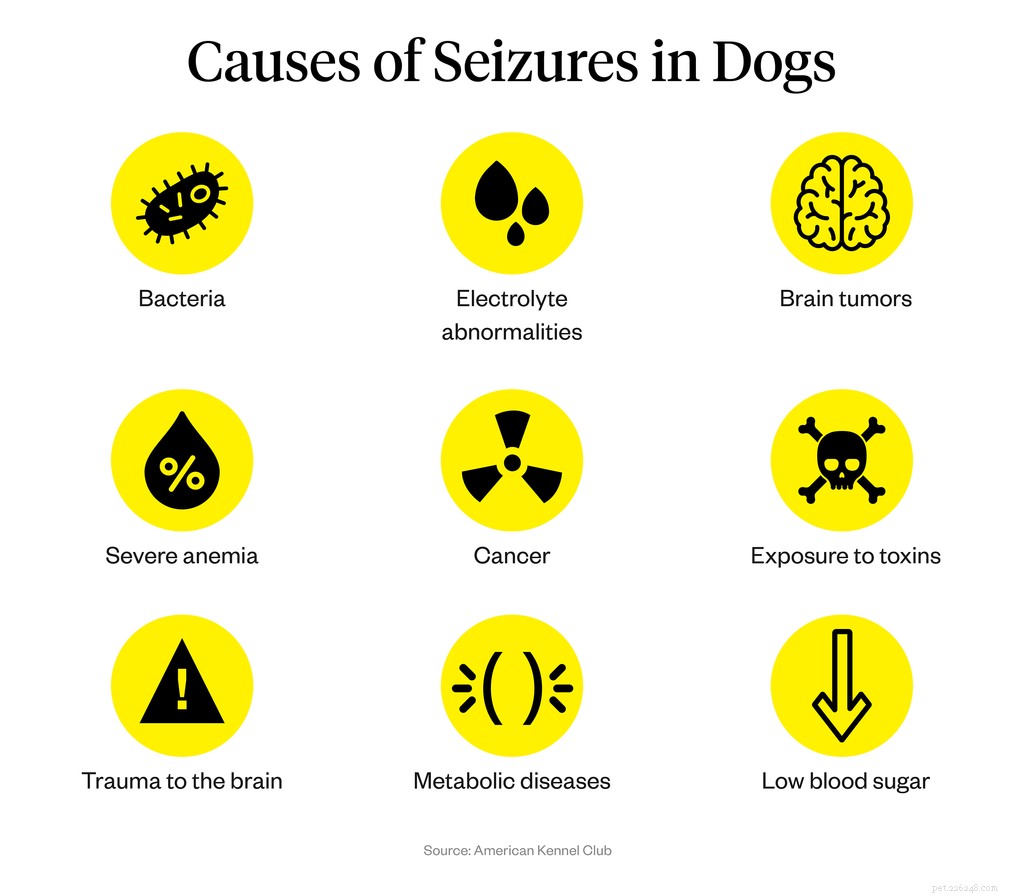 Symtom på hundanfall:Vad man ska hålla utkik efter