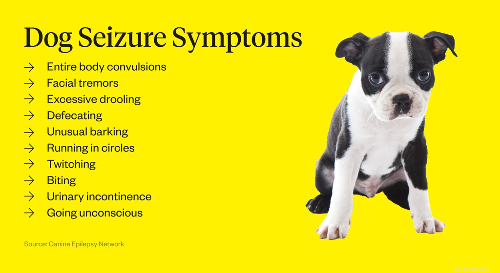 Symtom på hundanfall:Vad man ska hålla utkik efter