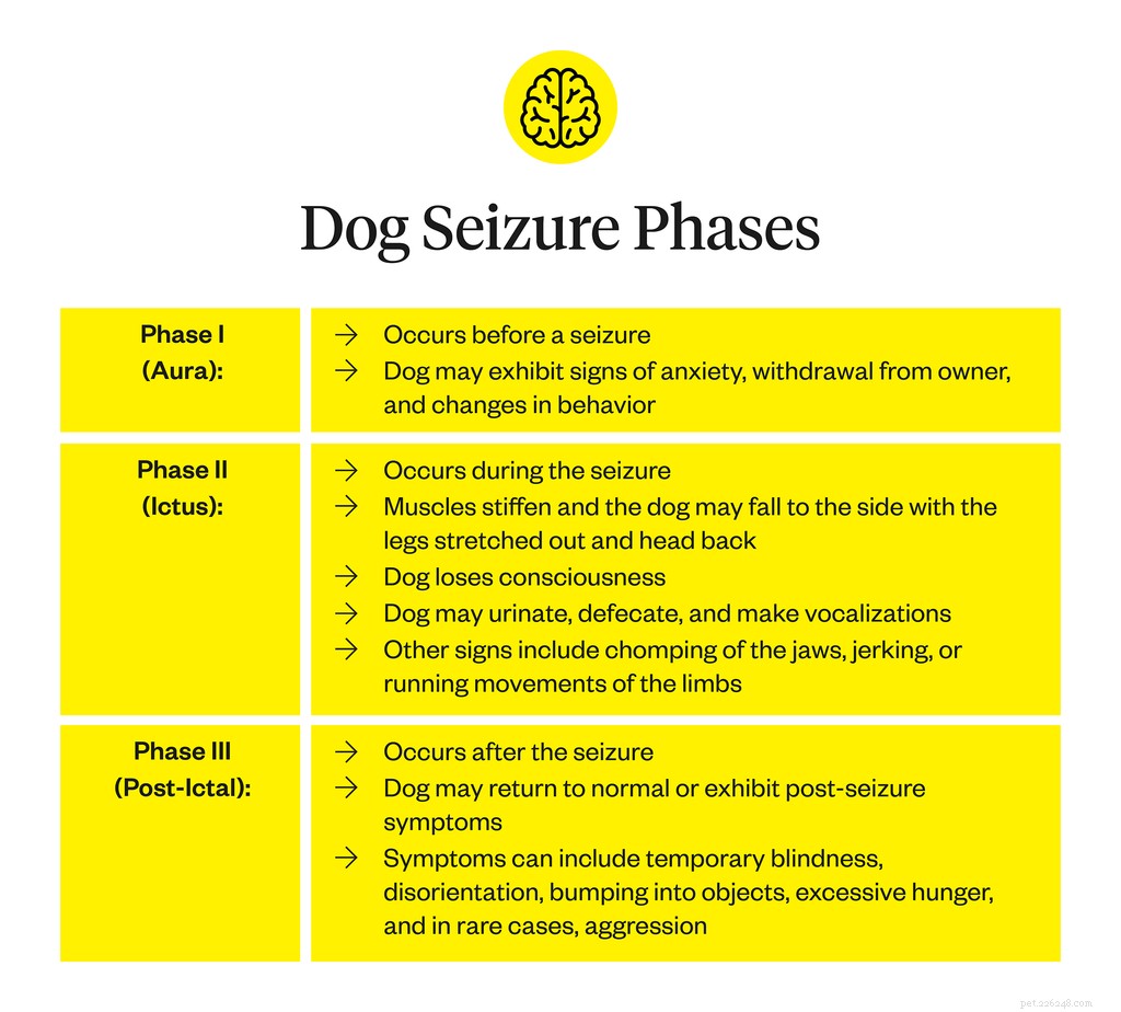 Симптомы судорог у собак:на что обращать внимание