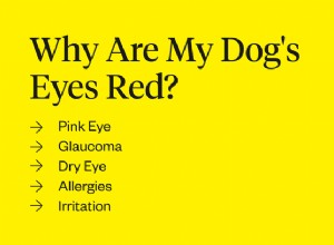 Proč mají moji psi červené oči?
