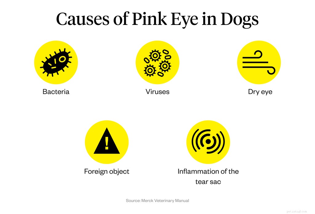 犬の目が赤くなるのはなぜですか？ 