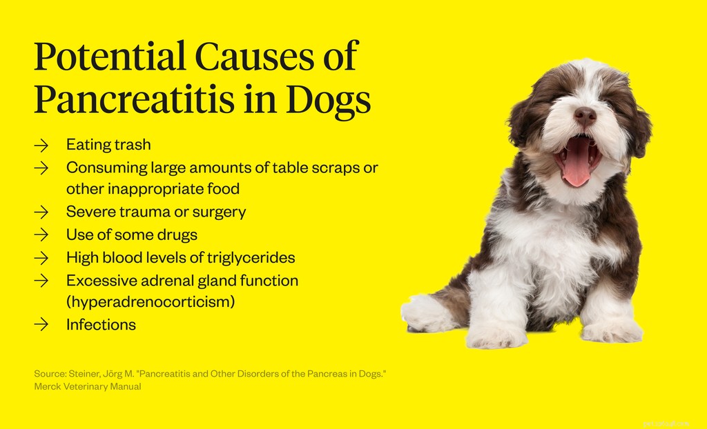 犬の膵炎の症状 