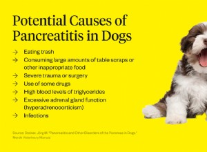 Симптомы панкреатита у собак