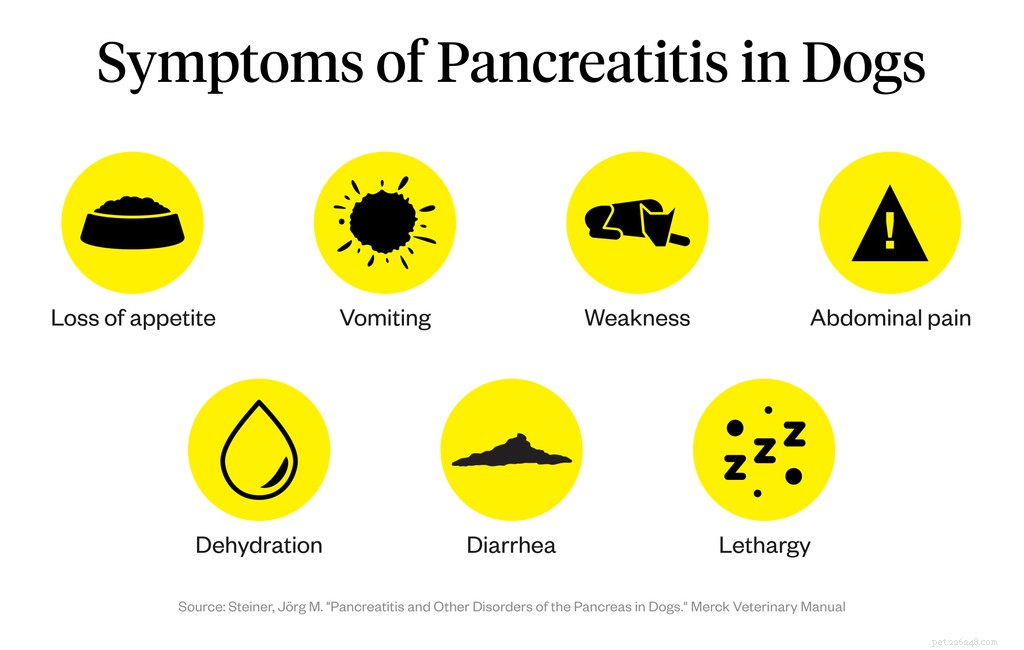 Symptomen van pancreatitis bij honden
