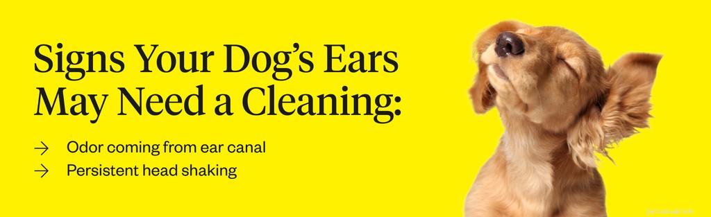 Hur man rengör hundöron:steg-för-steg