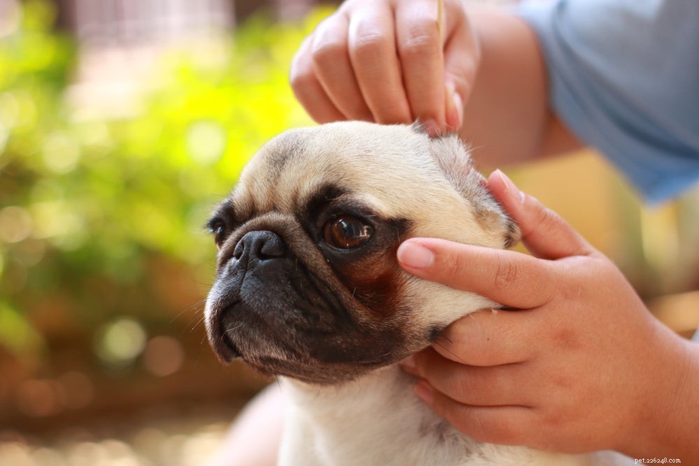 Como limpar orelhas de cachorro:passo a passo