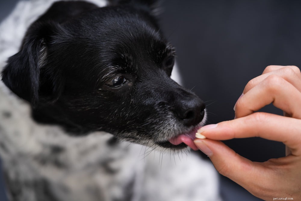 Wat is het beste medicijn tegen hartworm voor honden?