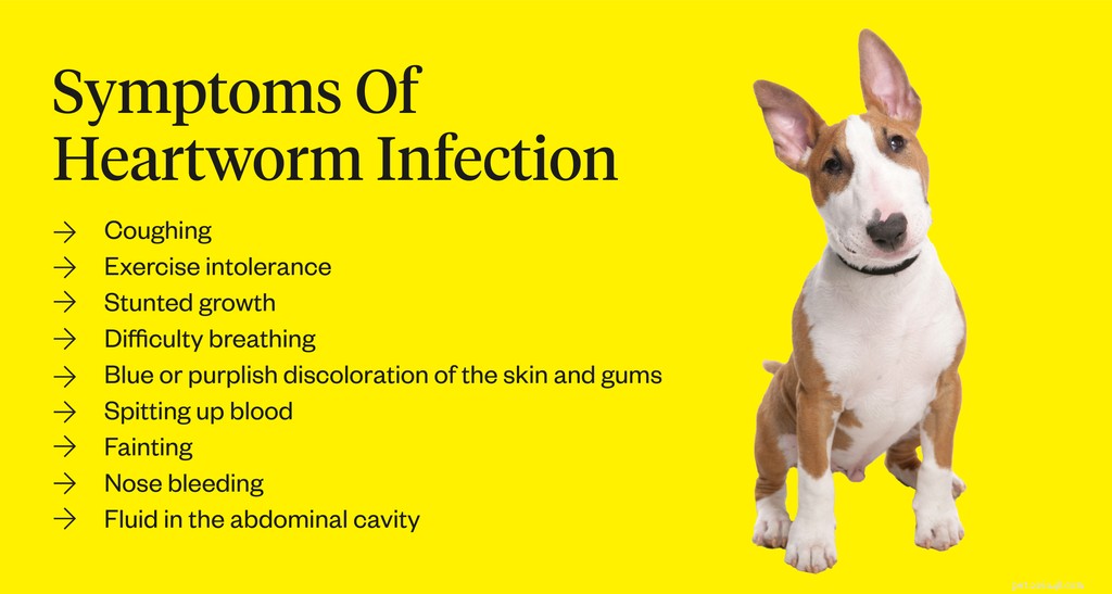 Dirofilariose chez le chien :symptômes, causes et traitement