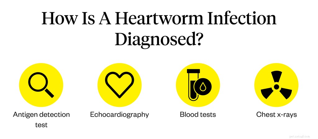 Heartworm em cães:sintomas, causas e tratamento